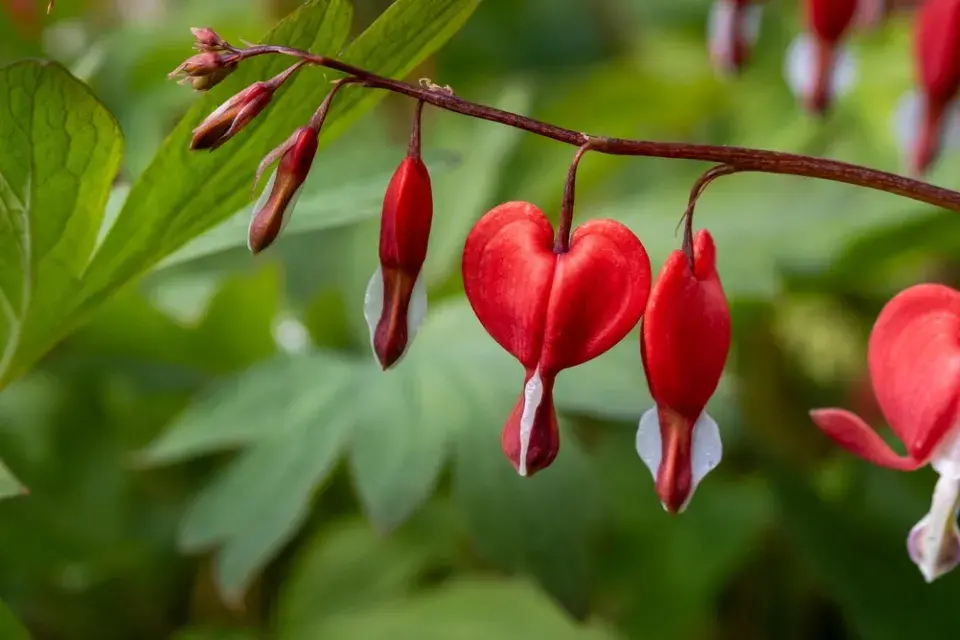 Srdcovka nádherná (Lamprocapnos spectabilis)