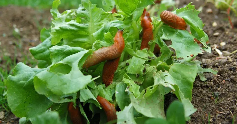 Slimáci 