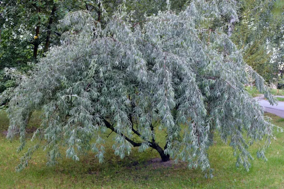 hlošina úzkolistá (Elaeagnus angustifolia)
