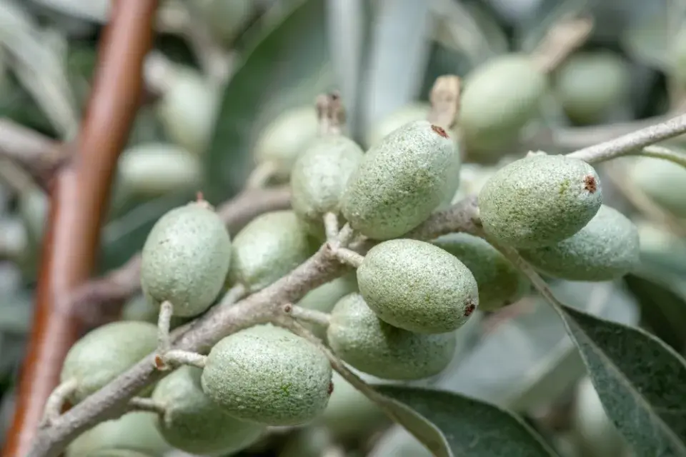 hlošina úzkolistá (Elaeagnus angustifolia)