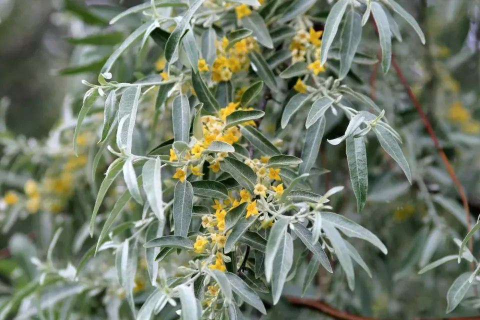 hlošina úzkolistá (Elaeagnus angustifolia)