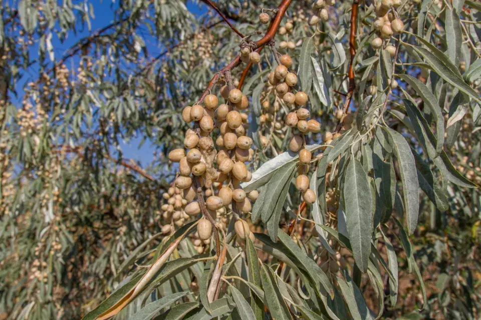 Hlošina východní (Elaeagnus angustifolia subsp. orientalis)