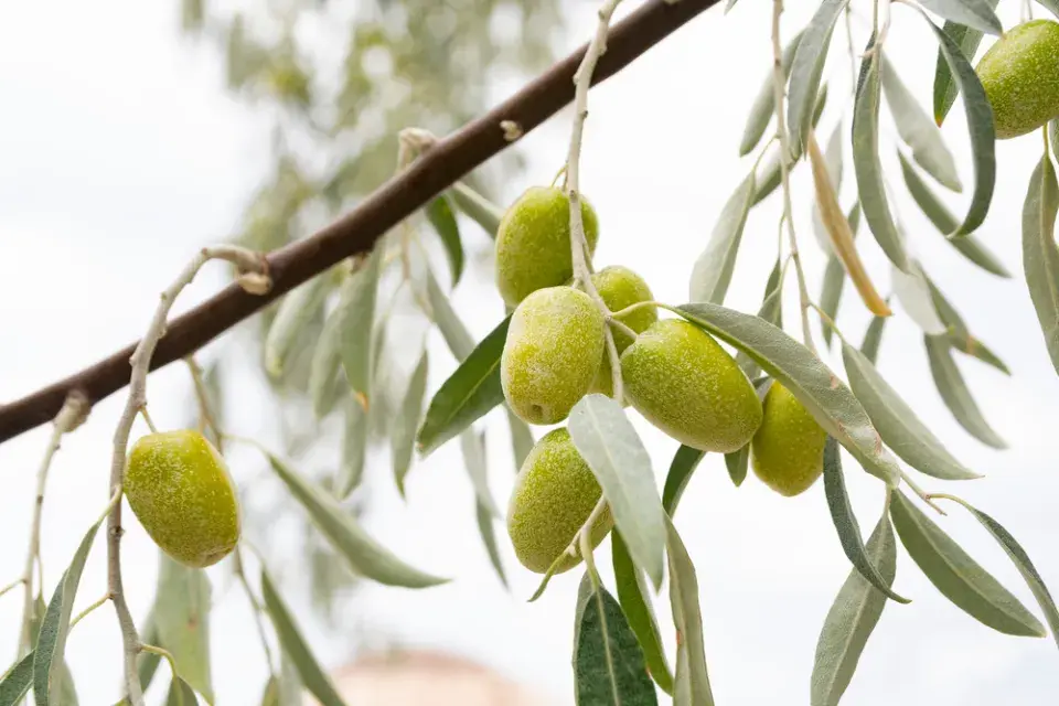 Hlošina východní (Elaeagnus angustifolia subsp. orientalis)