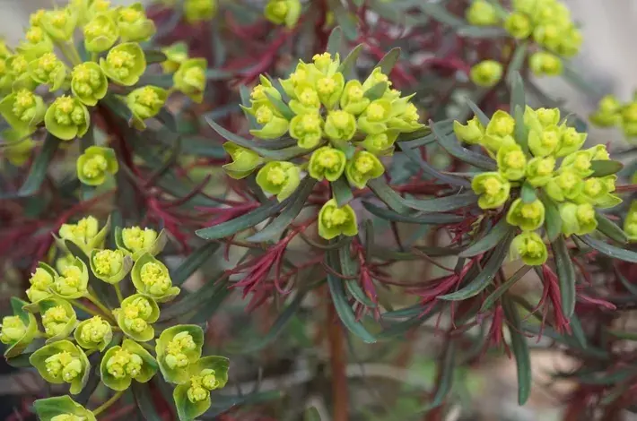 Pryšec chvojka (Euphorbia cyparissias)