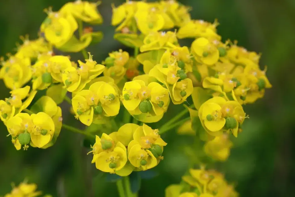 Pryšec chvojka (Euphorbia cyparissias)