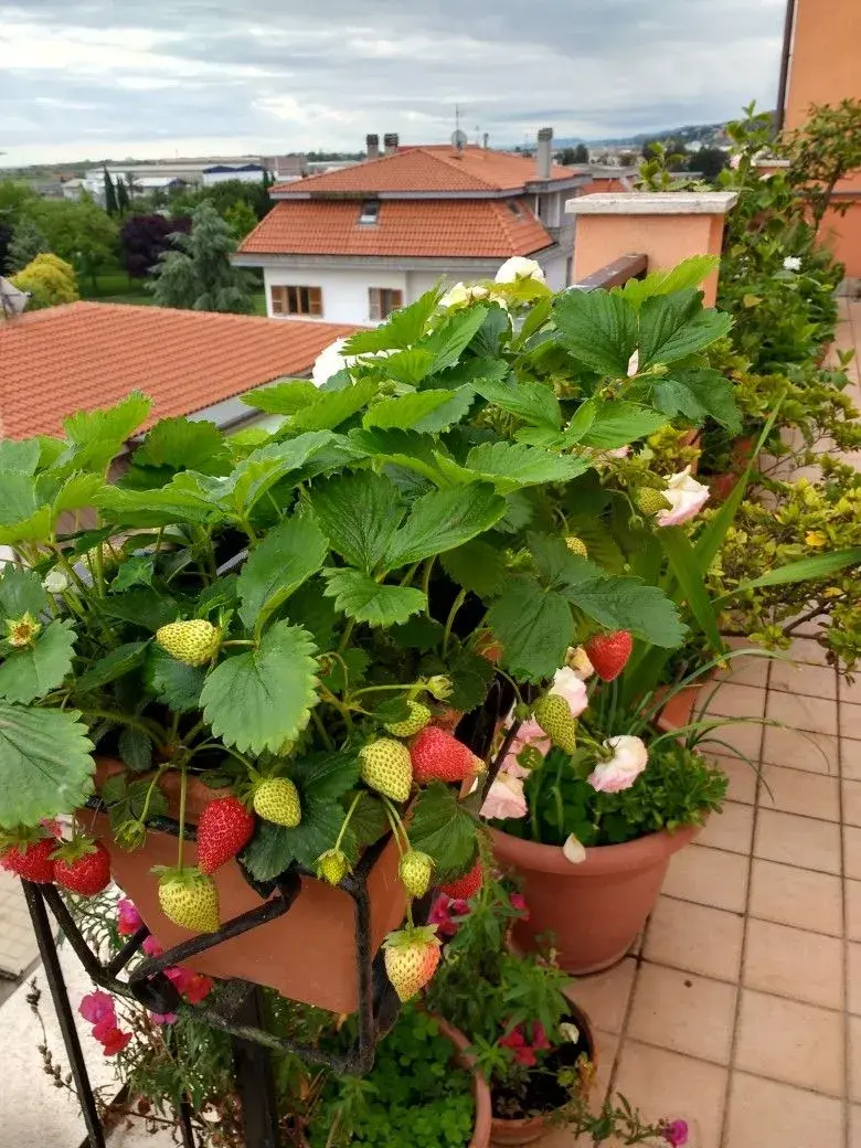 Pěstování na balkoně 