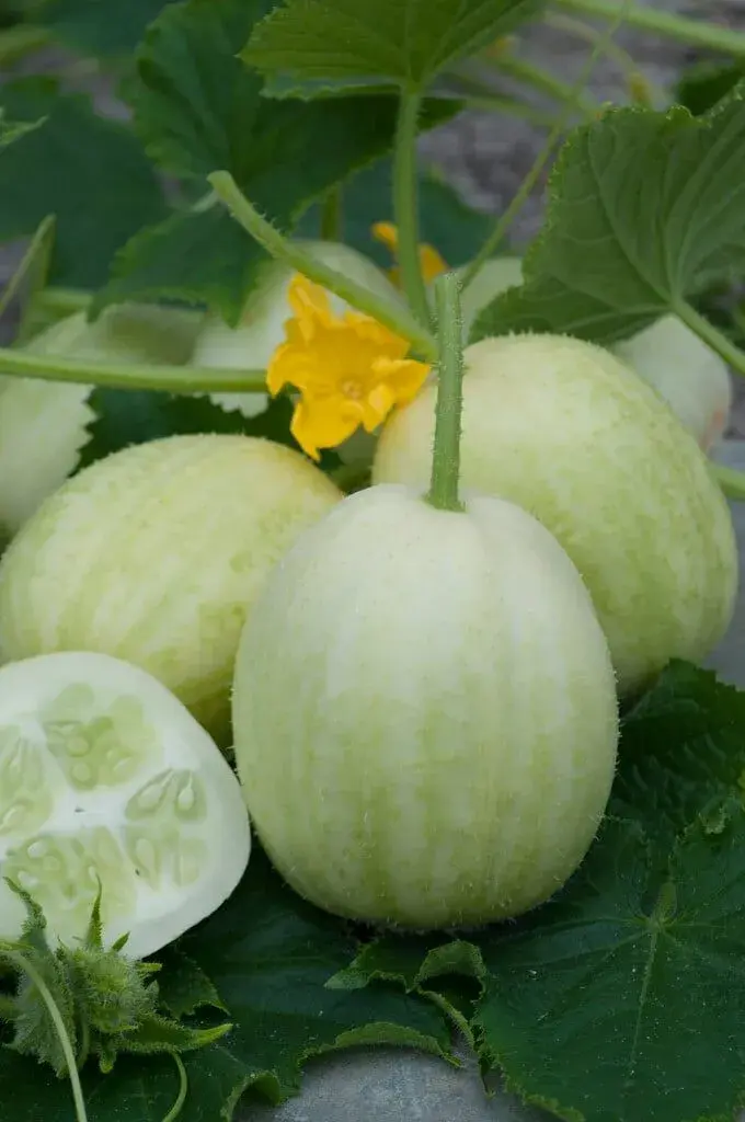 Okurka Crystal Apple