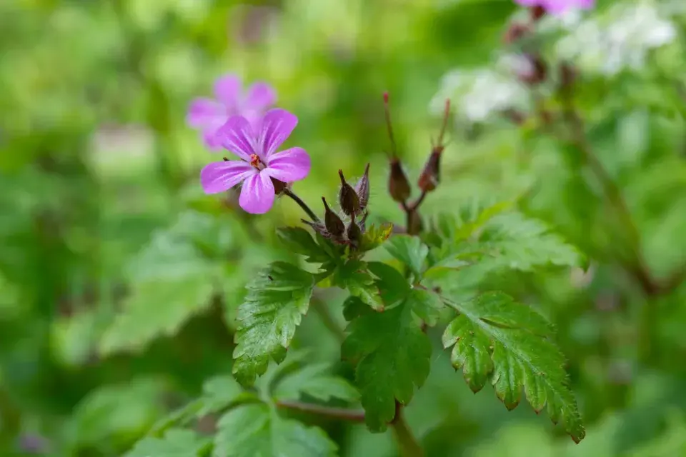 Kakost smrdutý (Geranium robertianum)