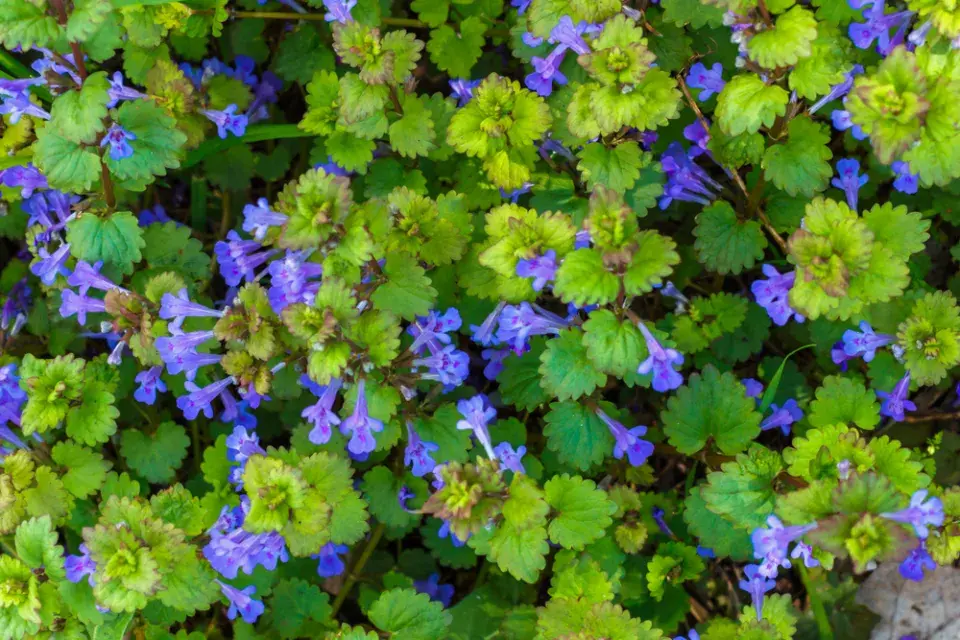 velikonoční hlavička