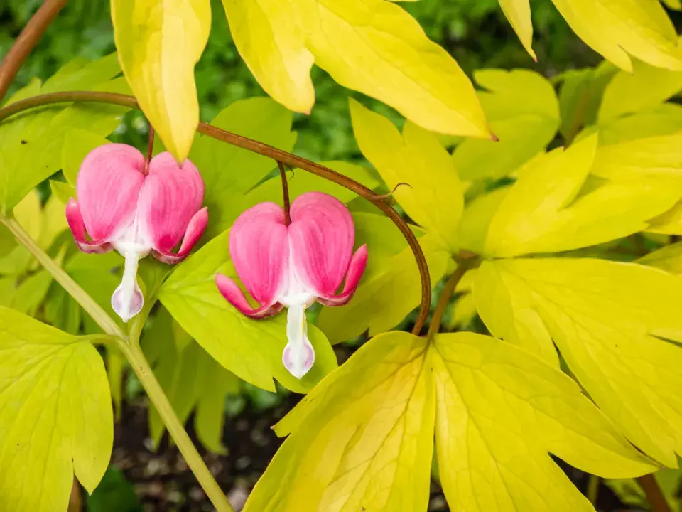 Srdcovka nádherná (Lamprocapnos spectabilis)
