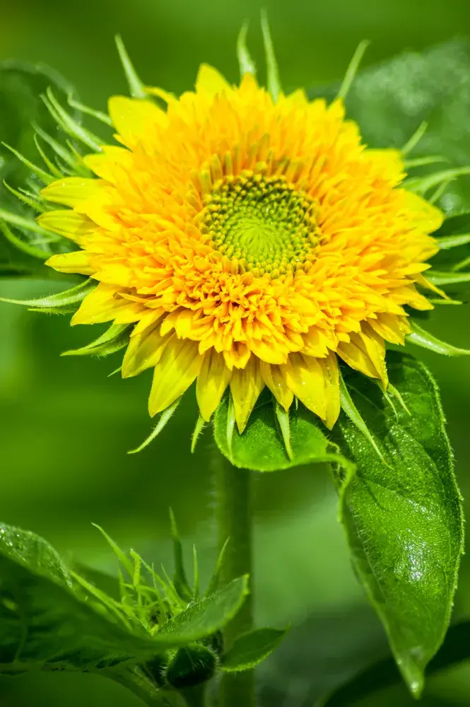 Slunečnice roční (Helianthus annuus)