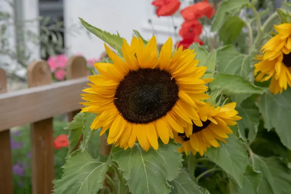 Slunečnice roční (Helianthus annuus)