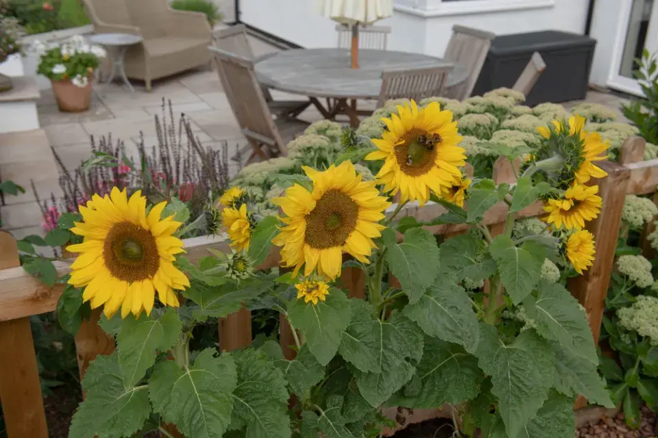 Slunečnice roční (Helianthus annuus)