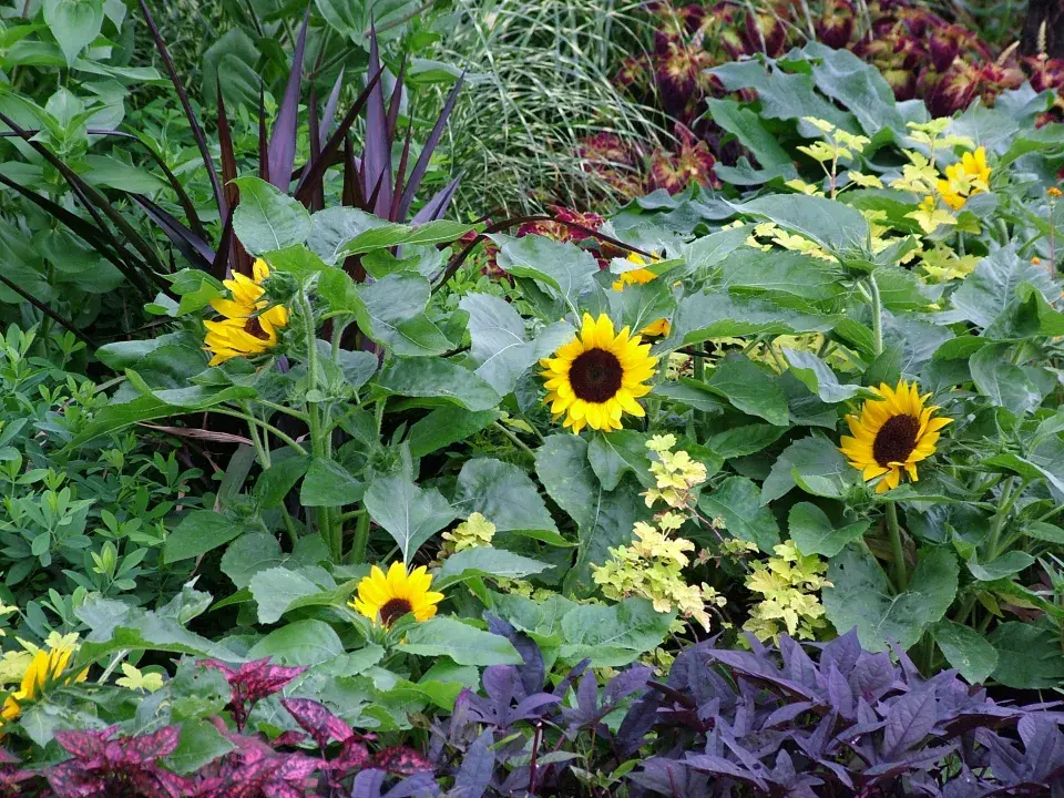 Slunečnice roční (Helianthus annuus)
