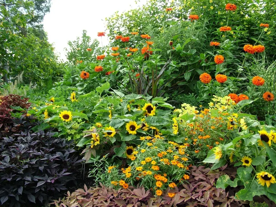 Slunečnice roční (Helianthus annuus)