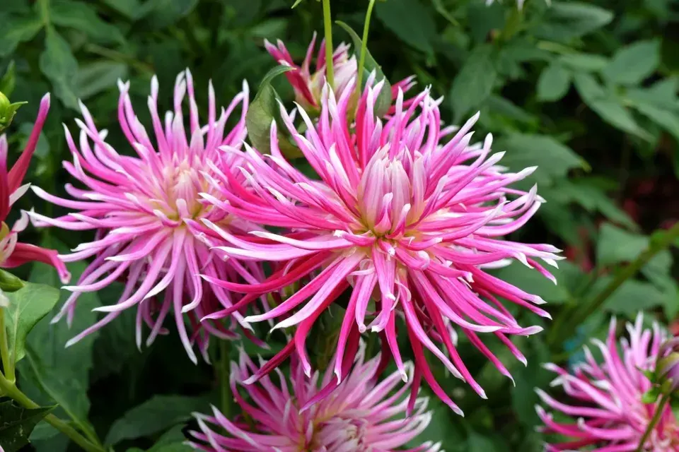 Jiřina (Dahlia)