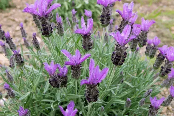 Rostliny do truhlíku