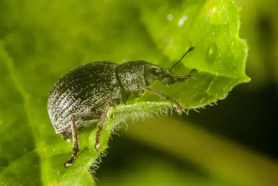 Ochrana ovocných stromů