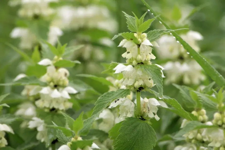 velikonoční hlavička