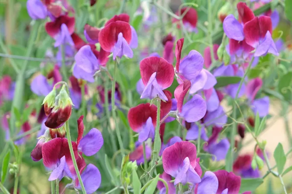 hrachor vonný (Lathyrus odoratus) 