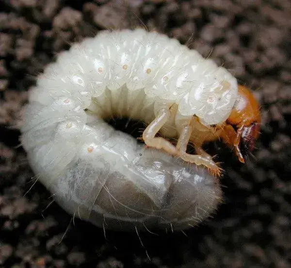 Bílá larva