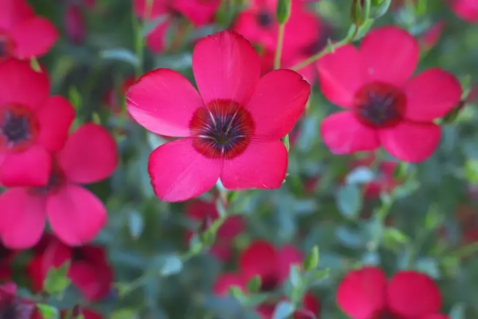 len velkokvětý (Linum grandiflorum) 