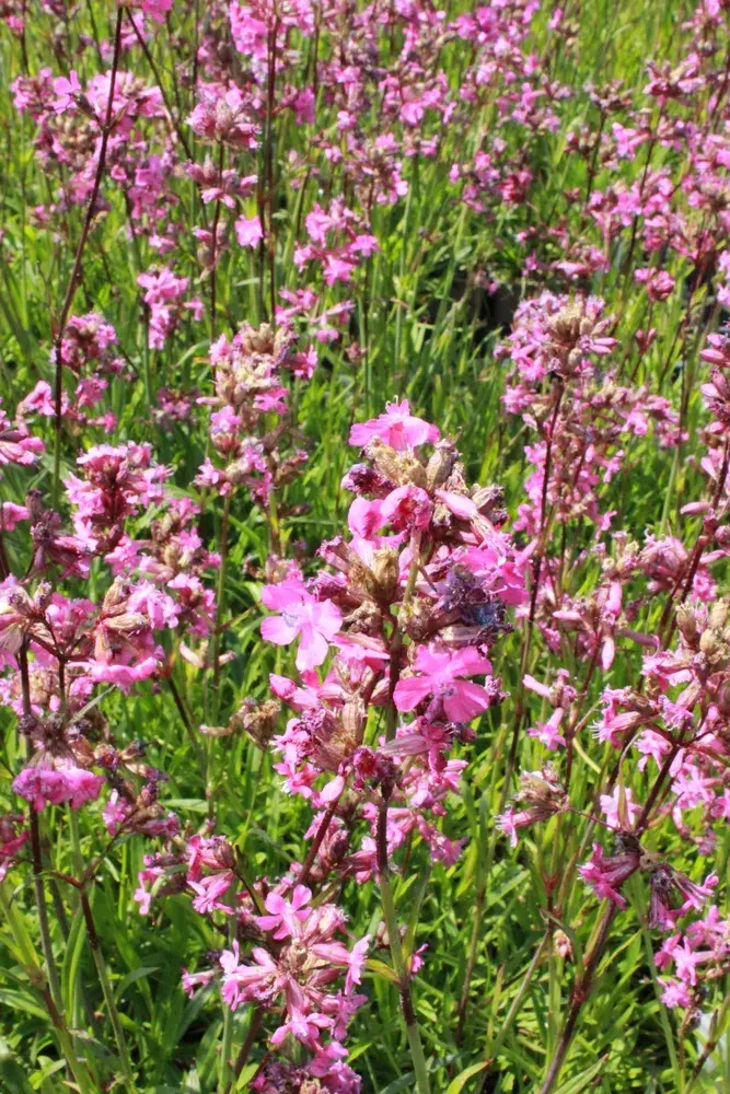 Smolnička obecná (Lychnis viscaria)