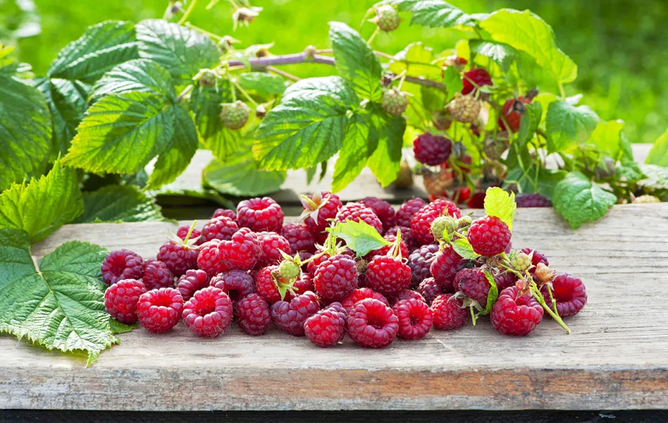 Naše krásná zahrada: květen 2026