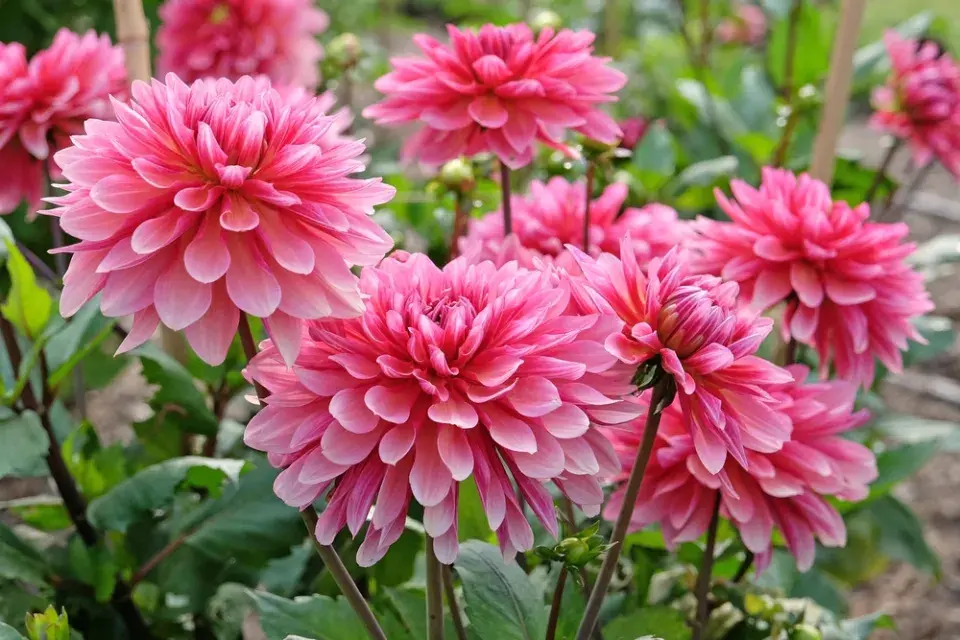 Jiřina (Dahlia)
