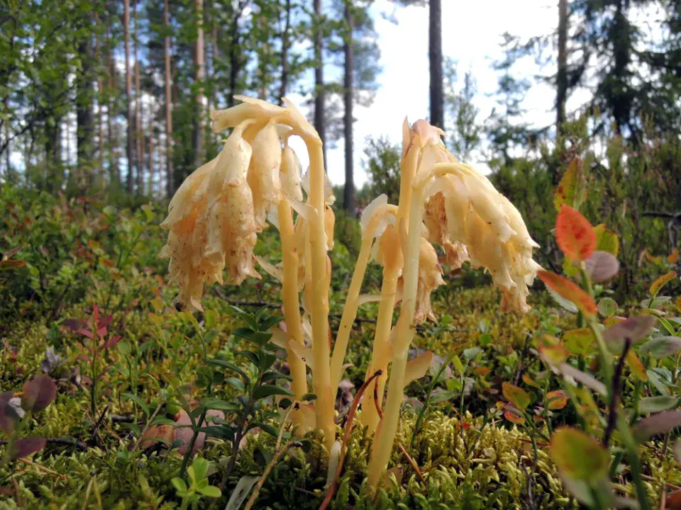 Hnilák smrkový (Monotropa hypopitys) 