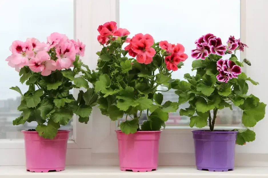 Rostliny do truhlíku