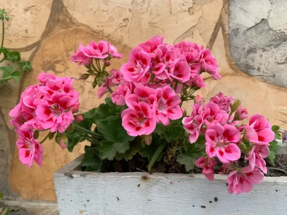 Rostliny do truhlíku