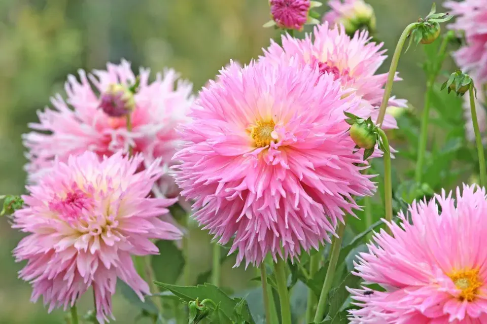 Jiřina (Dahlia)