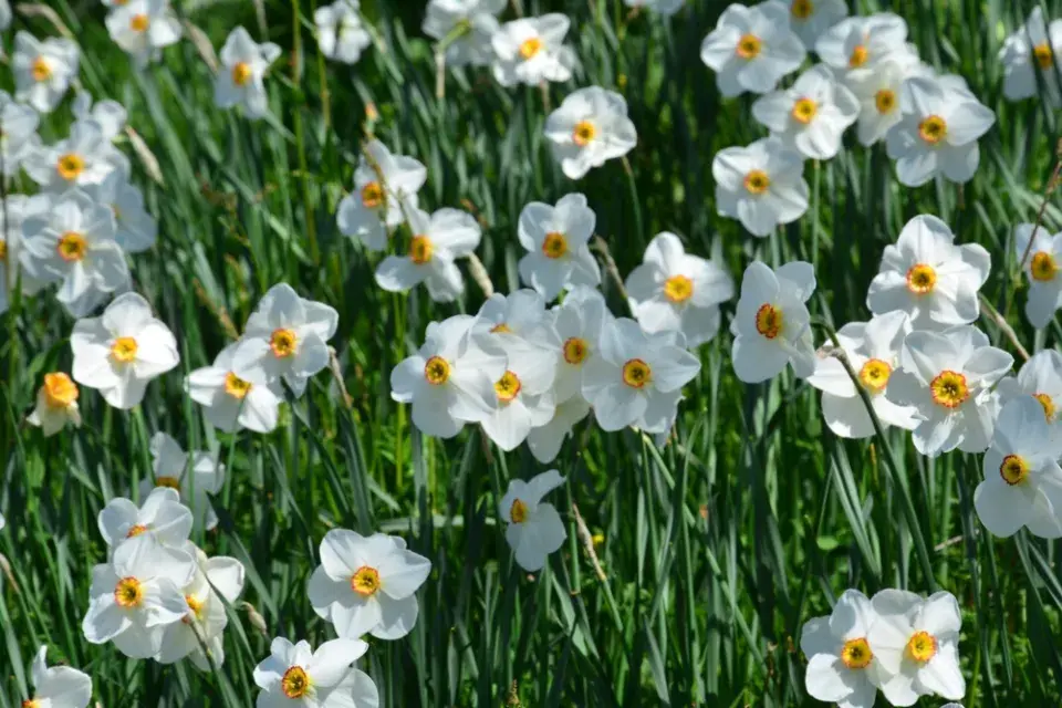 Narcis bílý (Narcissus poeticus)