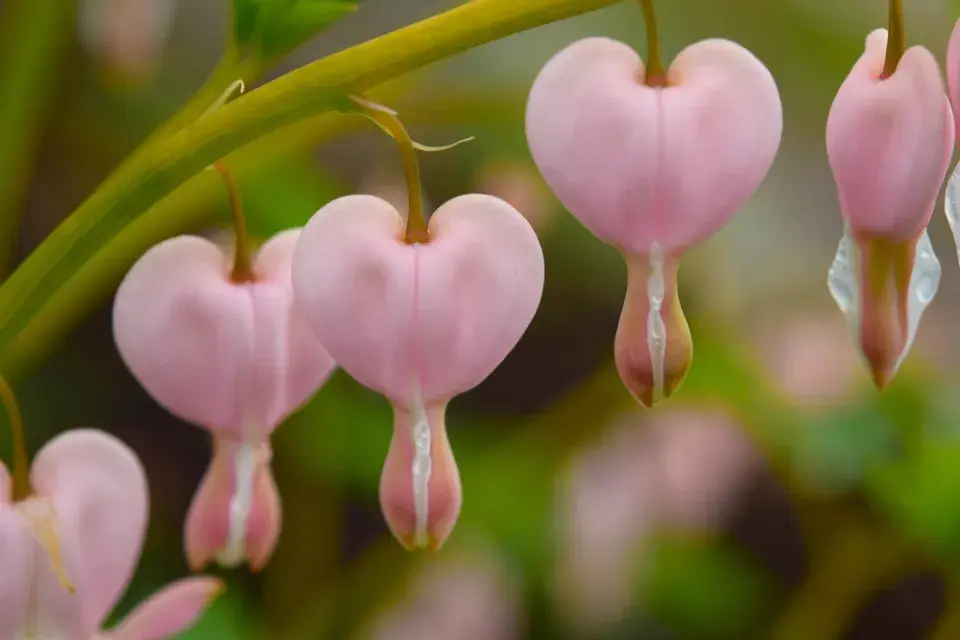 Srdcovka nádherná (Lamprocapnos spectabilis)