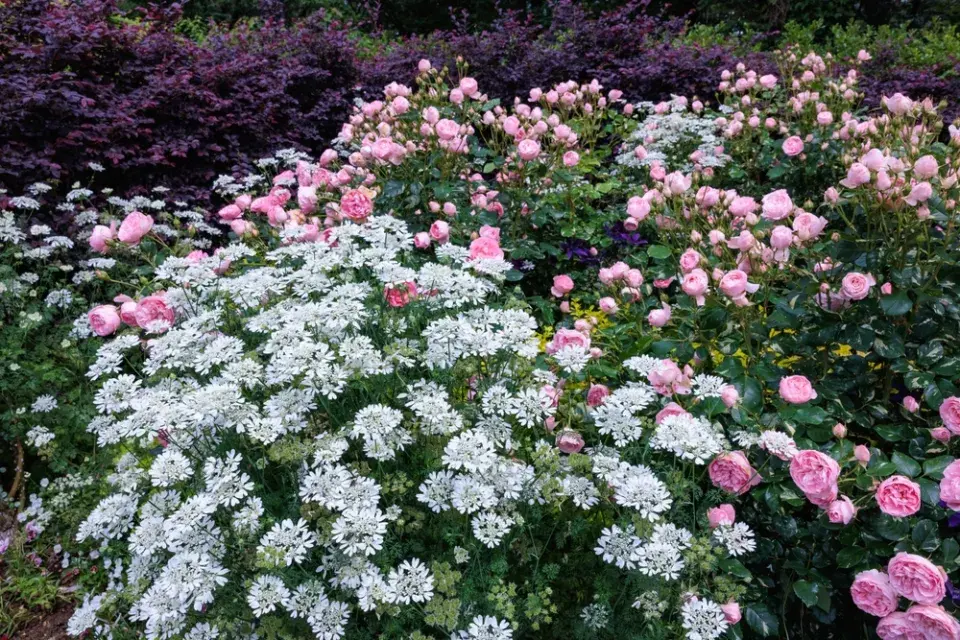 paprska velkokvětá (Orlaya grandiflora) 