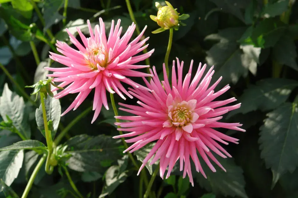 Jiřina (Dahlia)