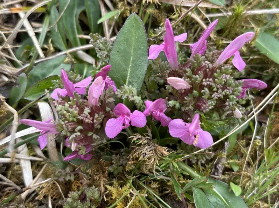 Všivec lesní (Pedicularis sylvatica) 