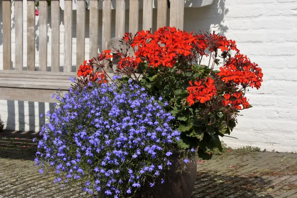 Doplňkové rostliny pro muškáty 