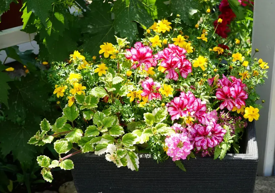 Doplňkové rostliny pro muškáty 