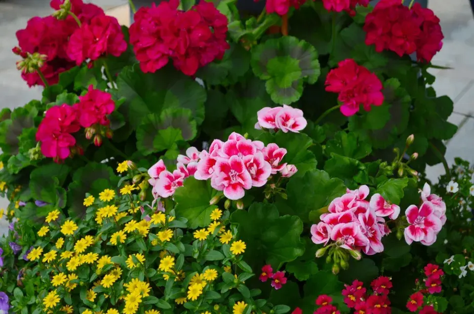 Doplňkové rostliny pro muškáty 