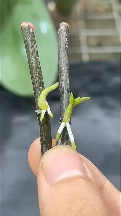 Vypěstování orchideje