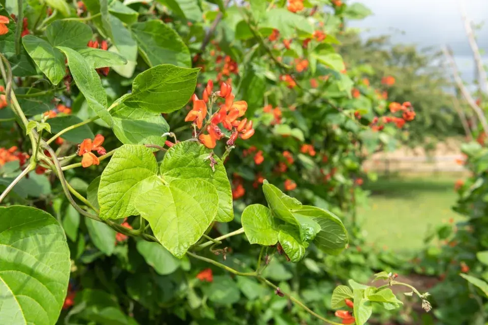fazol šarlatový (Phaseolus coccineus) 
