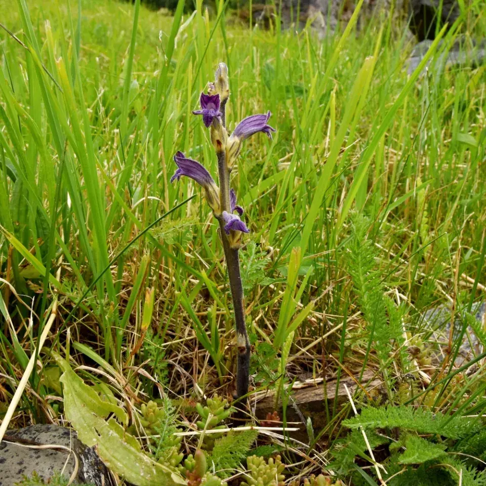 Mordovka nachová pravá (Phelipanche purpurea purpurea) 