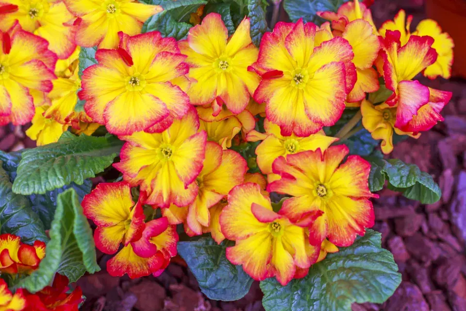 Prvosenka vyšší (Primula elatior) 