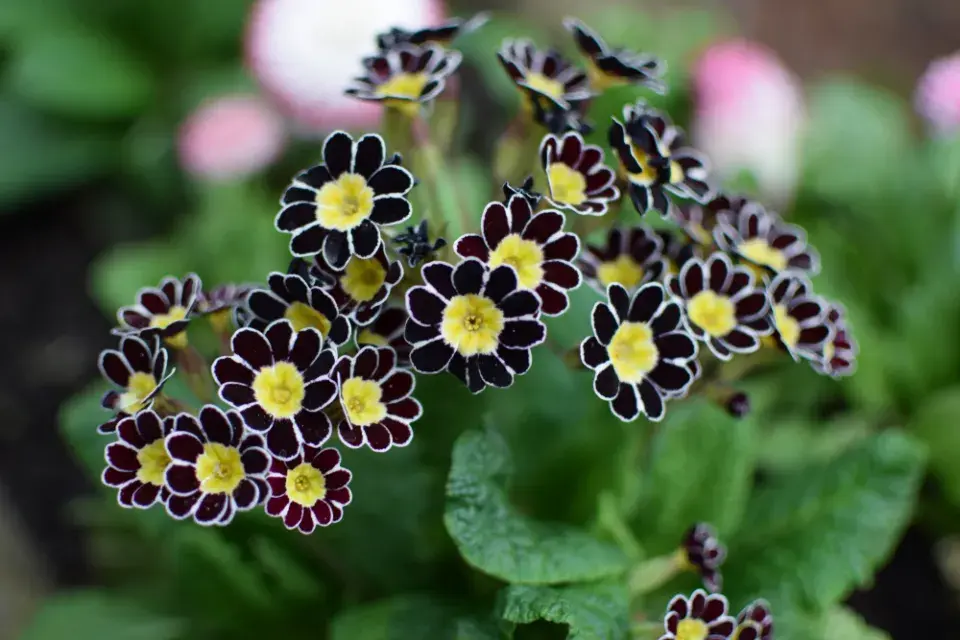 Prvosenka vyšší (Primula elatior) 