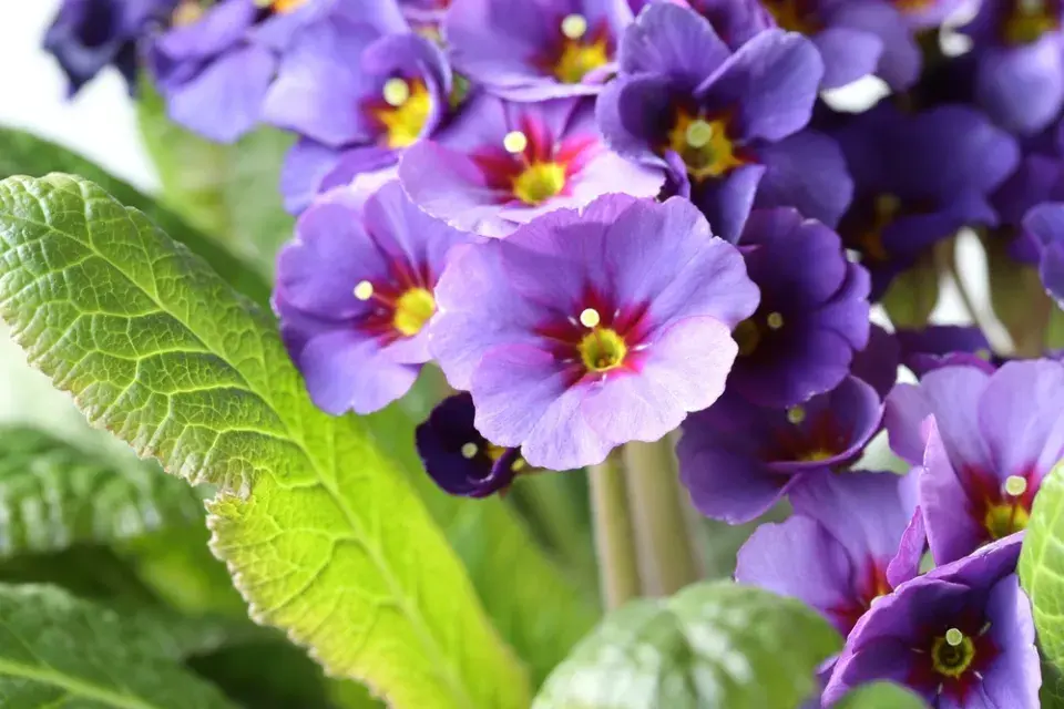 Prvosenka vyšší (Primula elatior) 