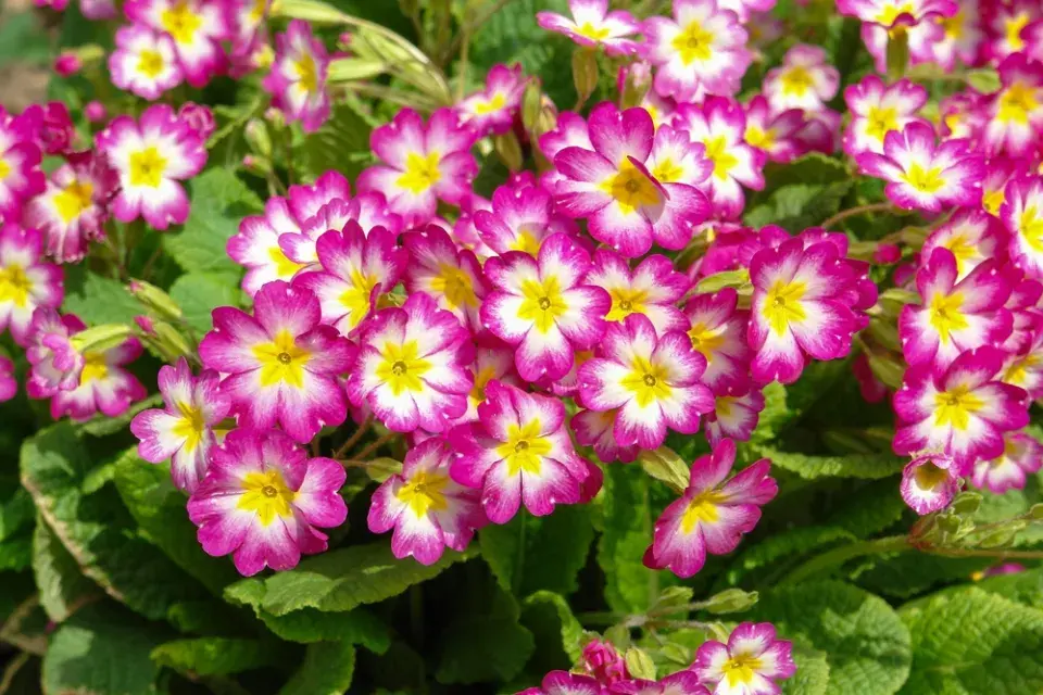 Prvosenka vyšší (Primula elatior) 