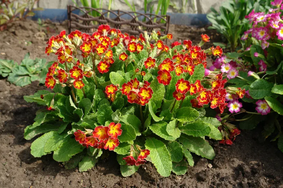 Prvosenka vyšší (Primula elatior) 