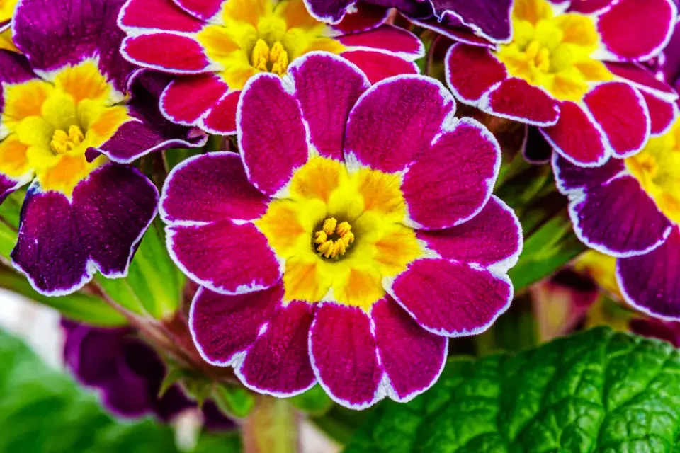Prvosenka vyšší (Primula elatior)